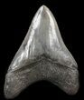 Sharp, Glossy, Megalodon Tooth - South Carolina #40623-2